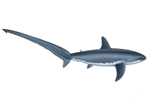 Thresher Shark